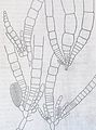 Elachista intermedia1